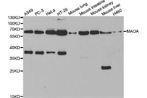 Western blot analysis of extracts of various cell lines, using MAOA antibody (ABIN5970633) at 1/1000 dilution. (Monoamine Oxidase A 抗体)