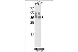 Western blot analysis of CLNS1A Antibody in HL-60 and Hela cell line lysates (35ug/lane)
