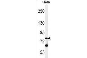 Western Blotting (WB) image for anti-Protocadherin beta 10 (PCDHB10) antibody (ABIN2996327) (PCDHB10 抗体)