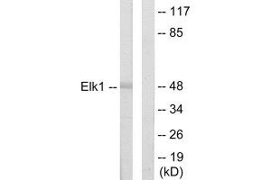 Western Blotting (WB) image for anti-ELK1, Member of ETS Oncogene Family (ELK1) (N-Term) antibody (ABIN1849226) (ELK1 抗体  (N-Term))