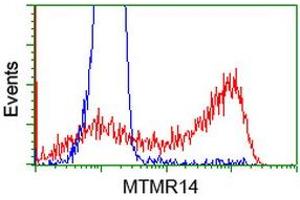HEK293T cells transfected with either RC207732 overexpress plasmid (Red) or empty vector control plasmid (Blue) were immunostained by anti-MTMR14 antibody (ABIN2453331), and then analyzed by flow cytometry. (MTMR14 抗体)