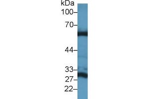 Western Blot; Sample: Mouse Liver lysate; Primary Ab: 1µg/ml Rabbit Anti-Mouse GLS2 Antibody Second Ab: 0. (GLS2 抗体  (AA 154-479))