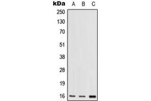 Western blot analysis of RPS17 expression in HEK293T (A), mouse lung (B), rat lung (C) whole cell lysates. (RPS17 抗体  (N-Term))