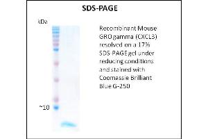 SDS-PAGE (SDS) image for Growth Regulated Oncogene gamma (GRO gamma) (Active) protein (ABIN5509446) (GRO gamma 蛋白)