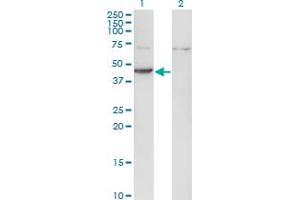 Western Blot analysis of CKM expression in transfected 293T cell line by CKM monoclonal antibody (M06), clone 2F3-B11.