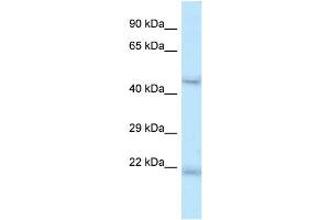 Onecut1 antibody - C-terminal region  validated by WB using Mouse Liver lysate at 1. (ONECUT1 抗体  (C-Term))