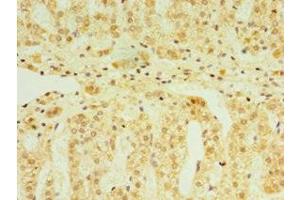 Immunohistochemistry of paraffin-embedded human adrenal gland tissue using ABIN7152819 at dilution of 1:100 (FGF6 抗体  (AA 38-208))