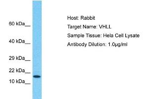Host: Rabbit Target Name: VHLL Sample Type: Hela Whole Cell lysates Antibody Dilution: 1. (VHLL 抗体  (N-Term))