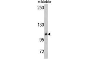 Western blot analysis of OGT antibody (C-term) in mouse bladder tissue lysates (35ug/lane). (OGT 抗体  (C-Term))