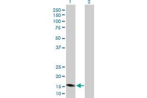 Western Blot analysis of PGF expression in transfected 293T cell line by PGF MaxPab polyclonal antibody. (PLGF 抗体  (AA 1-170))