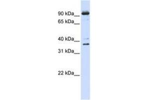 Image no. 1 for anti-Nuclear Cap Binding Protein Subunit 1, 80kDa (NCBP1) (N-Term) antibody (ABIN6742972) (NCBP1 抗体  (N-Term))