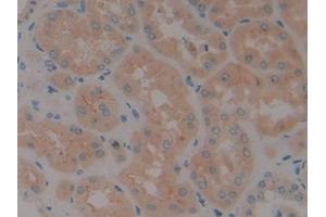 DAB staining on IHC-P; Samples: Human Kidney Tissue (Neurotrophin 4 抗体  (AA 81-210))