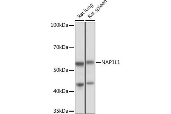 NAP1L1 抗体