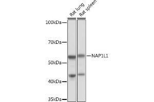 NAP1L1 抗体