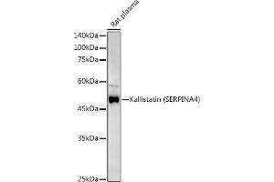 Western blot analysis of extracts of various cell lines, using Kallistatin (SERPIN) Rabbit pAb antibody (ABIN6131346, ABIN6147573, ABIN6147574 and ABIN6223161) at 1:500 dilution. (SERPINA4 抗体  (AA 178-427))