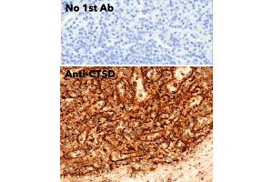 Immunohistochemistry (IHC) image for anti-Cathepsin D (CTSD) (C-Term) antibody (ABIN6254162)