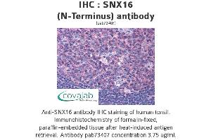 Image no. 3 for anti-Sorting Nexin 16 (SNX16) (N-Term) antibody (ABIN1739488) (SNX16 抗体  (N-Term))