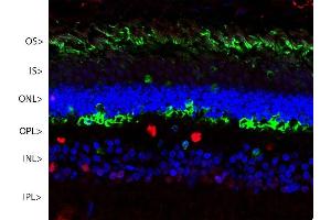 Confocal image of a pig retina stained with ABIN1580413 (green). (SAG 抗体)