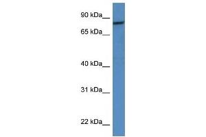 Western Blot showing CAPN1 antibody used at a concentration of 1 ug/ml against HT1080 Cell Lysate (CAPNL1 抗体  (Middle Region))