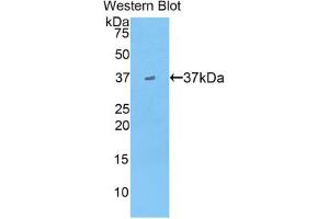 Western blot analysis of the recombinant protein. (APOA2 抗体  (AA 19-100))