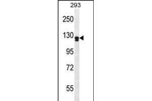 UNC5D Antibody (Center) (ABIN656996 and ABIN2846176) western blot analysis in 293 cell line lysates (35 μg/lane). (UNC5D 抗体  (AA 483-511))