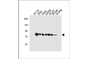 All lanes : Anti-GUSB Antibody (Center) at 1:4000 dilution Lane 1: HT-29 whole cell lysate Lane 2: WiDr whole cell lysate Lane 3: K562 whole cell lysate Lane 4:  whole cell lysate Lane 5: HL-60 whole cell lysate Lane 6: Mouse liver tissue lysate Lane 7: Mouse lung tissue lysate Lysates/proteins at 20 μg per lane. (Glucuronidase beta 抗体  (AA 335-362))