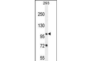 ZBTB10 Antibody (C-term) (ABIN654530 and ABIN2844249) western blot analysis in 293 cell line lysates (35 μg/lane). (ZBTB10 抗体  (C-Term))