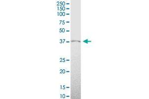 HMX1 MaxPab polyclonal antibody. (HMX1 抗体  (AA 1-348))