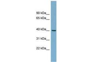 Image no. 1 for anti-Tripartite Motif Containing 63 (TRIM63) (AA 251-300) antibody (ABIN6743171) (TRIM63 抗体  (AA 251-300))