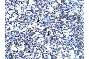 Image no. 2 for anti-Glial Cells Missing Homolog 1 (GCM1) (N-Term) antibody (ABIN6735857)