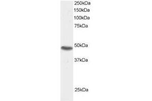 Image no. 1 for anti-Sorting Nexin 15 (SNX15) (C-Term) antibody (ABIN374315) (SNX15 抗体  (C-Term))