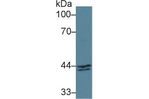 Detection of INHbA in Human MCF7 cell lysate using Polyclonal Antibody to Inhibin Beta A (INHbA) (INHBA 抗体  (AA 311-426))