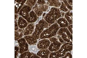 Immunohistochemical staining of human kidney with CLIC4 polyclonal antibody  shows strong nuclear and cytoplasmic positivity in cells in tubules at 1:20-1:50 dilution. (CLIC4 抗体)