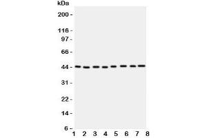 Western blot testing of PGK1 antbody; Lane 1: rat liver;  2: (r) brain;  3: (r) lung; and human samples  4: A431;  5: COLO320;  6: HeLa;  7: A549;  8: Jurkat cell lysate. (PGK1 抗体  (Middle Region))