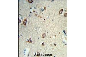 Formalin-fixed and paraffin-embedded human brain tissue reacted with HS3ST2 Antibody (C-term), which was peroxidase-conjugated to the secondary antibody, followed by DAB staining. (HS3ST2 抗体  (C-Term))