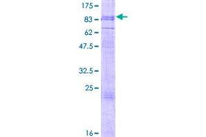 PHTF1 Protein (AA 1-637) (GST tag)