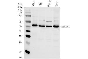 Western blot analysis of Cdc25C using anti-Cdc25C antibody (ABIN3042352). (CDC25C 抗体  (AA 175-473))