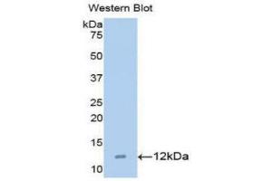 Western Blotting (WB) image for anti-Chemokine (C-C Motif) Ligand 15 (CCL15) (AA 22-113) antibody (ABIN1173091) (CCL15 抗体  (AA 22-113))