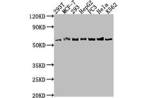 Western Blot Positive WB detected in: 293T whole cell lysate, MCF-7 whole cell lysate, 293 whole cell lysate, HepG2 whole cell lysate, PC-3 whole cell lysate, Hela whole cell lysate, K562 whole cell lysate All lanes: APCDD1 antibody at 1:1000 Secondary Goat polyclonal to rabbit IgG at 1/50000 dilution Predicted band size: 59 kDa Observed band size: 59 kDa (APCDD1 抗体  (AA 22-288))