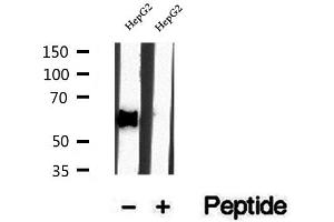 Western blot analysis of extracts of HepG2 cells, using DBR1 antibody. (DBR1 抗体)