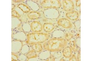 Immunohistochemistry of paraffin-embedded human kidney tissue using ABIN7168465 at dilution of 1:100 (RUFY4 抗体  (AA 174-473))