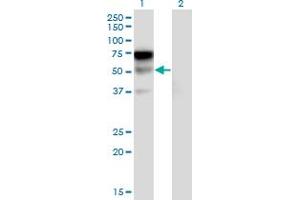 Western Blot analysis of LILRA2 expression in transfected 293T cell line by LILRA2 monoclonal antibody (M17), clone 3C7. (LILRA2 抗体  (AA 322-383))