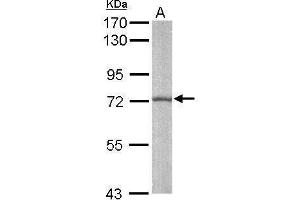 WB Image Sample (50 ug of whole cell lysate) A: Mouse brain 7. (ARNTL 抗体)