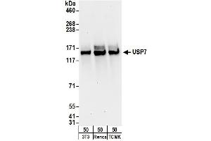 Western Blotting (WB) image for anti-Ubiquitin Specific Peptidase 7 (Herpes Virus-Associated) (USP7) (AA 1-50) antibody (ABIN7453454) (USP7 抗体  (AA 1-50))