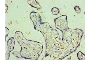 Immunohistochemistry of paraffin-embedded human placenta tissue using ABIN7164230 at dilution of 1:100 (PSG1 抗体  (AA 180-419))