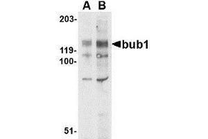Western blot analysis of bub1 in A-20 lysate with AP30171PU-N bub1 antibody at (A) 2 and (B) 4 μg/ml. (BUB1 抗体  (N-Term))