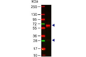 Western Blot of Rabbit Anti-HUMAN IgA (alpha chain) Antibody Lane 1: Human IgA Load: 100 ng per lane Primary antibody: HUMAN IgA (alpha chain) Antibody at 1:1000 for 60 min at RT Secondary antibody: DyLight 649 goat anti-rabbit at 1:20,000 for 30 min at RT Block: 5% BLOTTO 30 min at RT Predicted/Observed size: 60and 28 kDa, 60 and 28 kDa (兔 anti-人 IgA (Heavy Chain) Antibody - Preadsorbed)