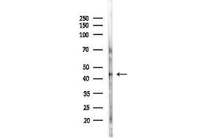 Western blot analysis of lysates from Mouse brain, using Phospho-MEK2 (Thr394) Antibody at 1/1000 dilution.