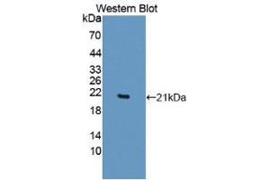 Western blot analysis of recombinant Human TNFa. (TNF alpha 抗体  (AA 77-233))