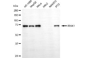 Western blotting analysis using IRAK1 antibody (ABIN7799112). (Recombinant IRAK1 抗体)